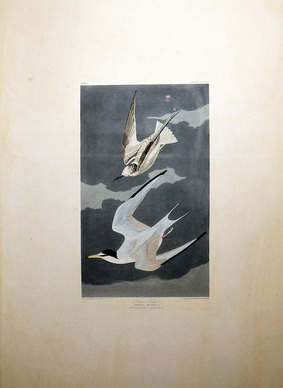 Appraisal: Audubon Aquatint Engraving Lesser Tern Lesser Tern Plate John James