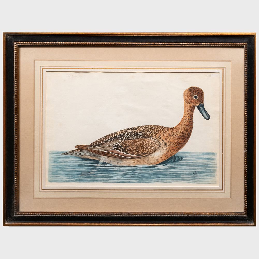 Appraisal: English School The Female Pintail Engraving in black with hand-coloring