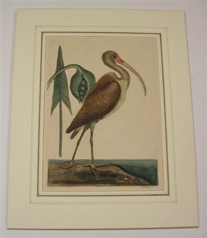 Appraisal: piece Hand-Colored Engraving Catesby Mark Brown Curlew White Ibis London