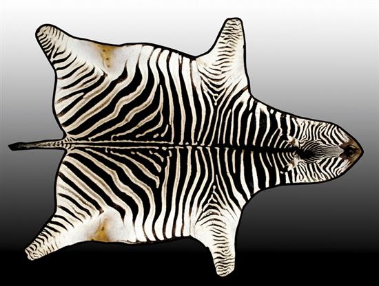 Appraisal: Zebra skin rug whole hide mounted as rug on black