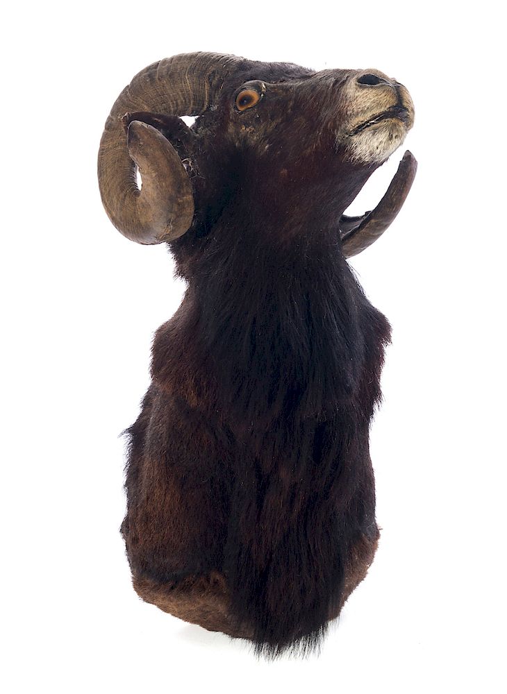 Appraisal: Taxidermy Ram Head Good condition with normal wear Please Email