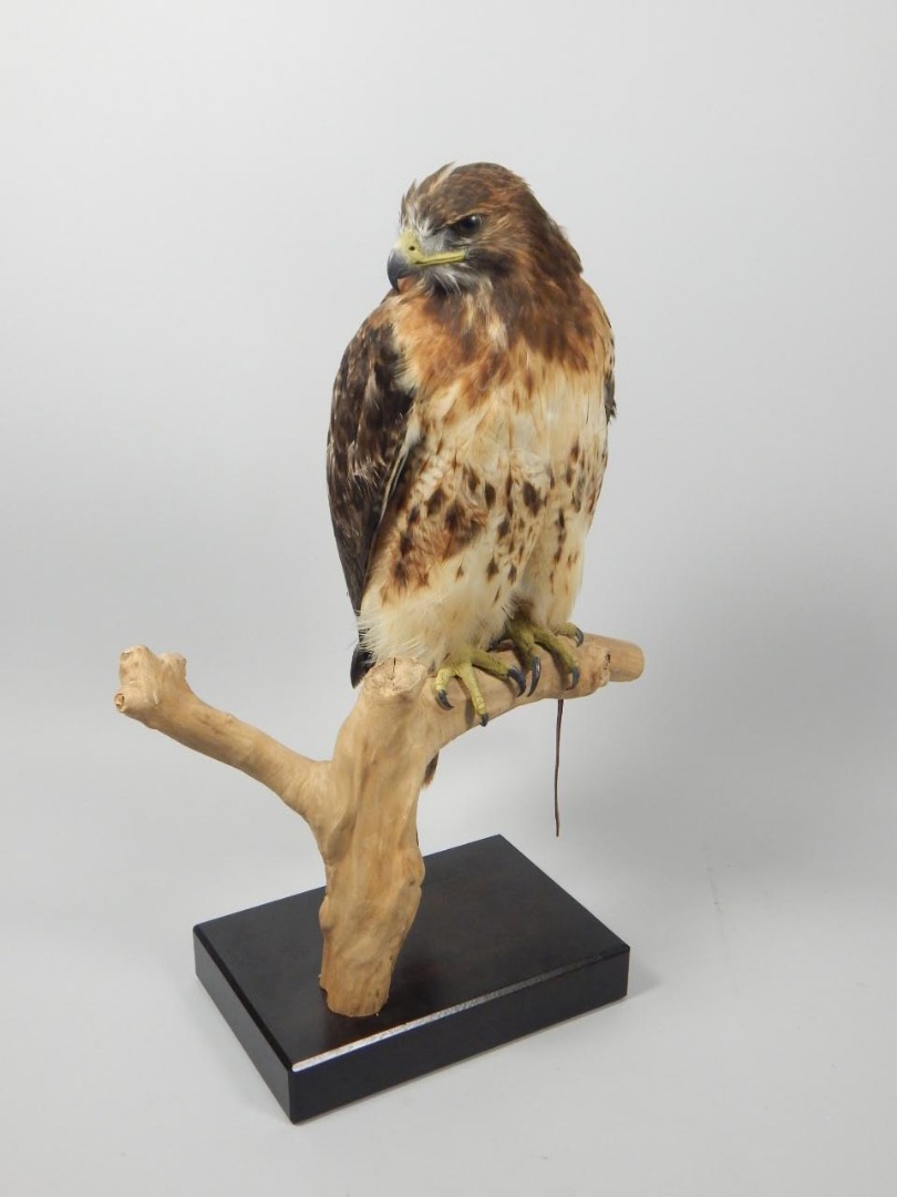 Appraisal: A taxidermied red tailed Hawk Ring mounted on a branch