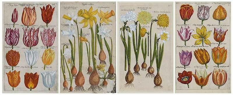 Appraisal: Emanuel Sweert Dutch - Four plates of Spring flowers from