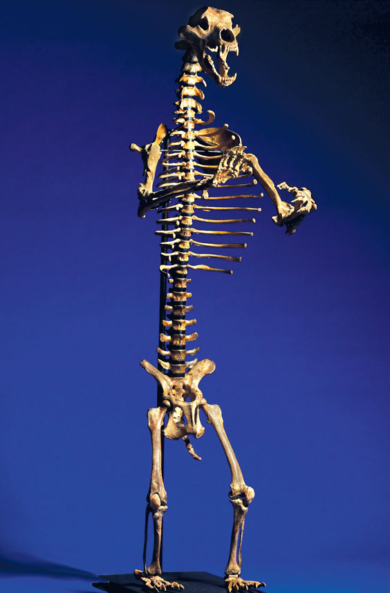 Appraisal: MOUNTED CAVE BEAR SKELETON Ursus uralensis Pleistocene Russia This spectacular