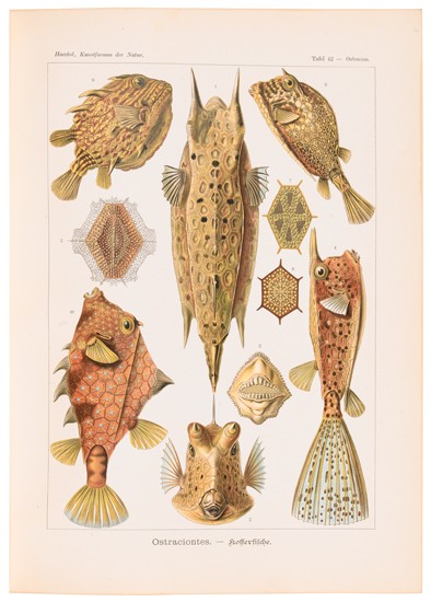 Appraisal: NATURAL HISTORY Haeckel Ernst Kunstformen der Natur lithographed plates after