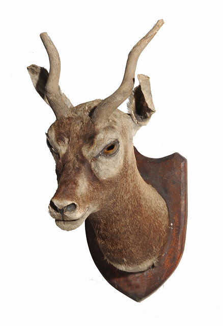 Appraisal: A TAXIDERMY ROEBUCK DEER mounted on a wooden shield cm