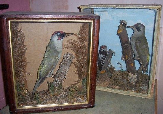 Appraisal: A taxidermy case containing a green woodpecker cm wide and