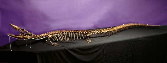 Appraisal: A NEW AND RARE MOSASAURID FOSSIL Tethysaurus nopcsai Late Cretaceous