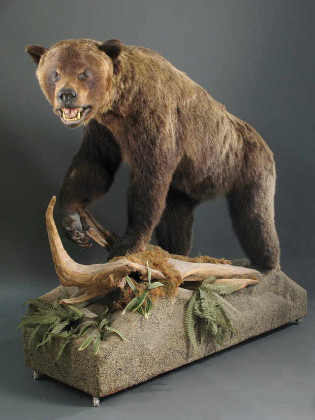 Appraisal: NORTH AMERICAN GRIZZLY BEAR a full taxidermy mount in walking