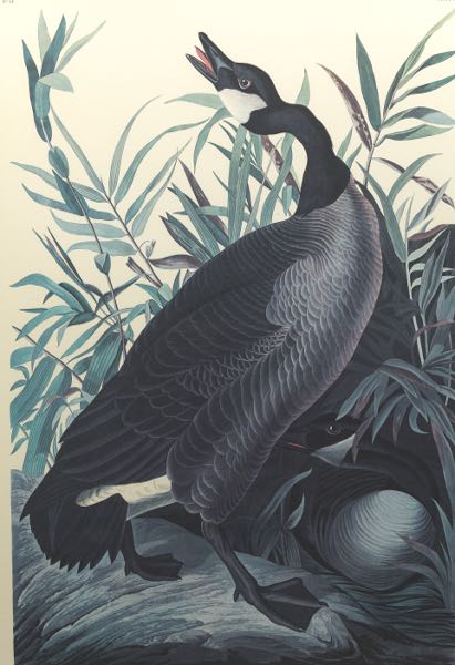 Appraisal: JOHN JAMES AUDUBON AMERICAN - x sight size Canada Goose