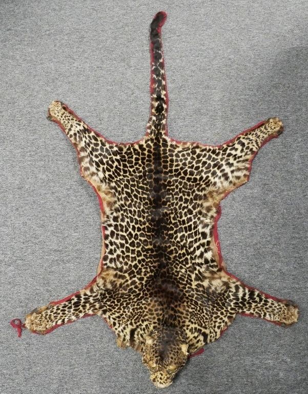 Appraisal: LEOPARD TAXIDERMY HEAD MOUNTED RUGMeasures about long overall Very old