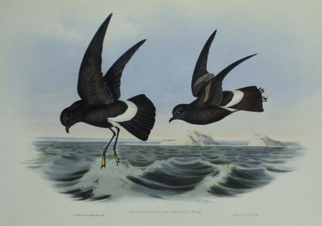 Appraisal: Wilson's Storm Petrel Thalassidroma Wilsoni