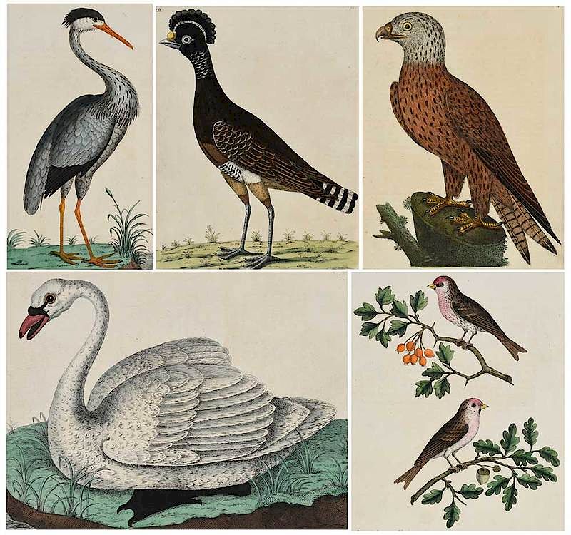 Appraisal: Eleazar and Elizabeth Albin British th century Fifteen ornithological plates