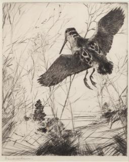 Appraisal: Frank W Benson - Woodcock signed Frank W Benson lower