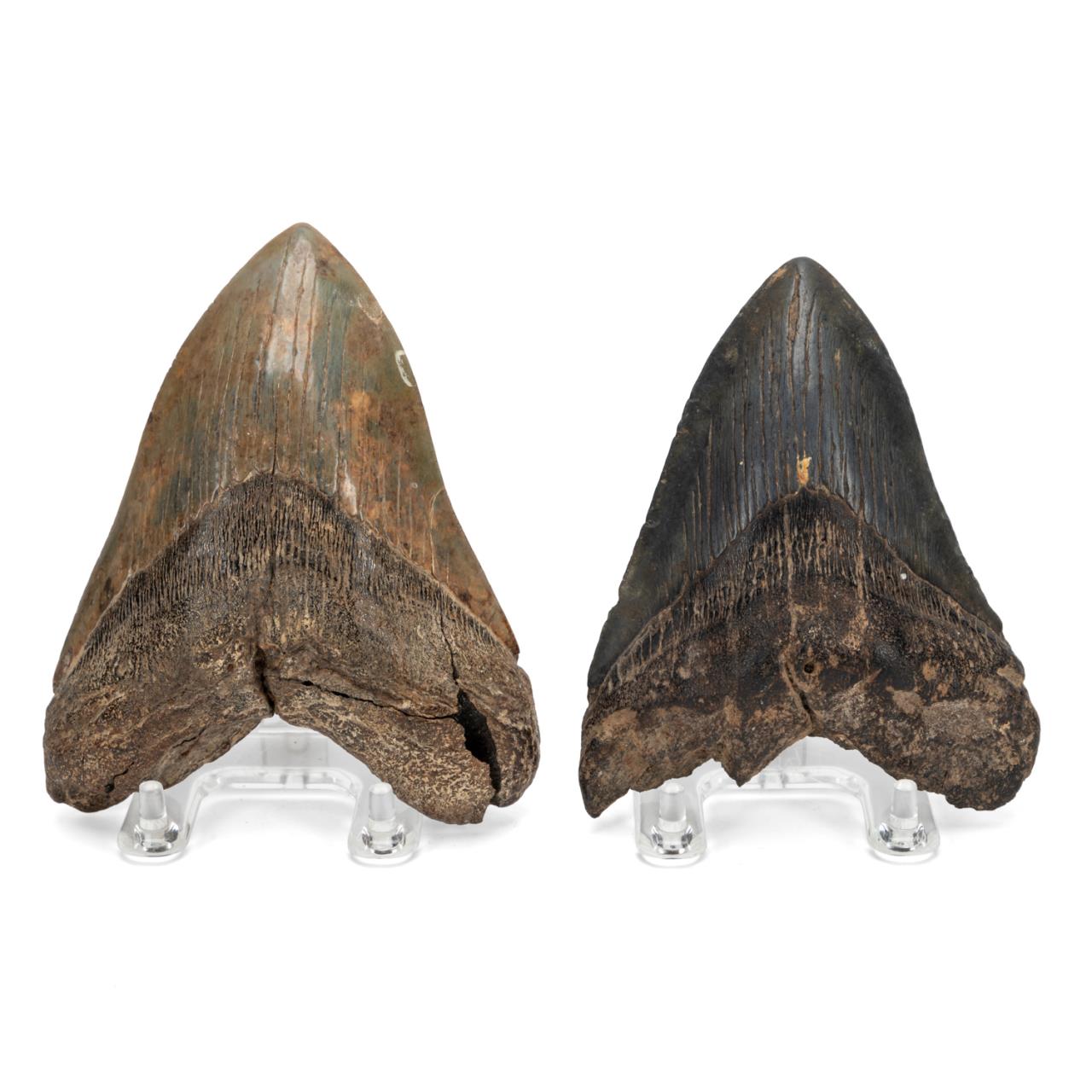 Appraisal: TWO FOSSILIZED MEGALODON SHARK TEETH Group of two megalodon carcharocles