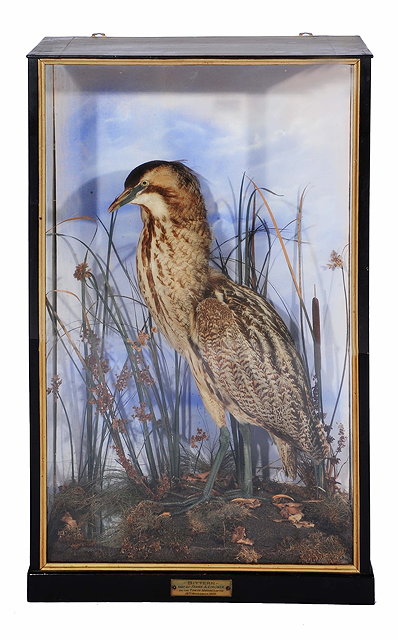 Appraisal: Taxidermy -Bittern in a naturalistic setting with rushes the three