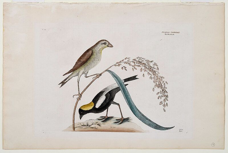 Appraisal: Mark Catesby British - The Rice-bird T from The Natural