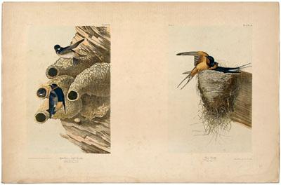 Appraisal: Bien edition Audubon print Republican or Cliff Swallow and Barn