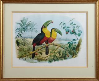 Appraisal: John Gould Red Breasted Toucan th c print after the