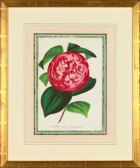 Appraisal: Belgian School th Century Camellias suite of four hand-colored engravings