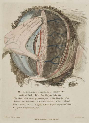 Appraisal: RAMSAY ALEXANDER Anatomy of the Heart Cranium and Brain adapted