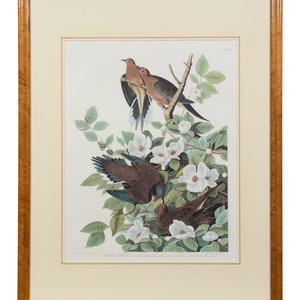 Appraisal: After John James Audubon American - Carolina Turtle Dove Plate