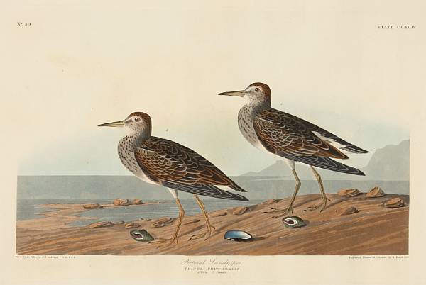 Appraisal: After John James Audubon American - Pectoral Sandpiper Tringa Pectoralis