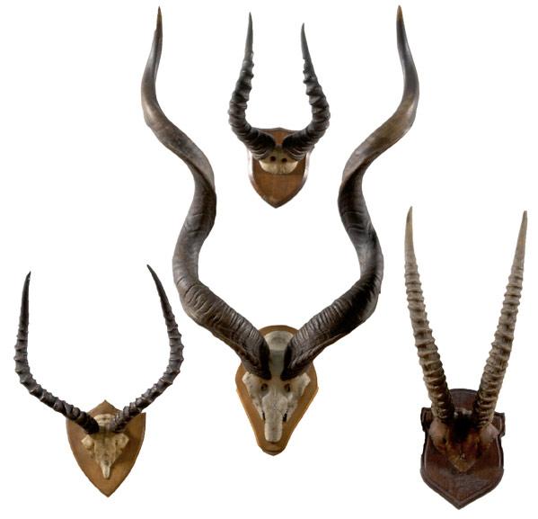 Appraisal: ANTLER COLLECTION Grouping of four probably African and part of