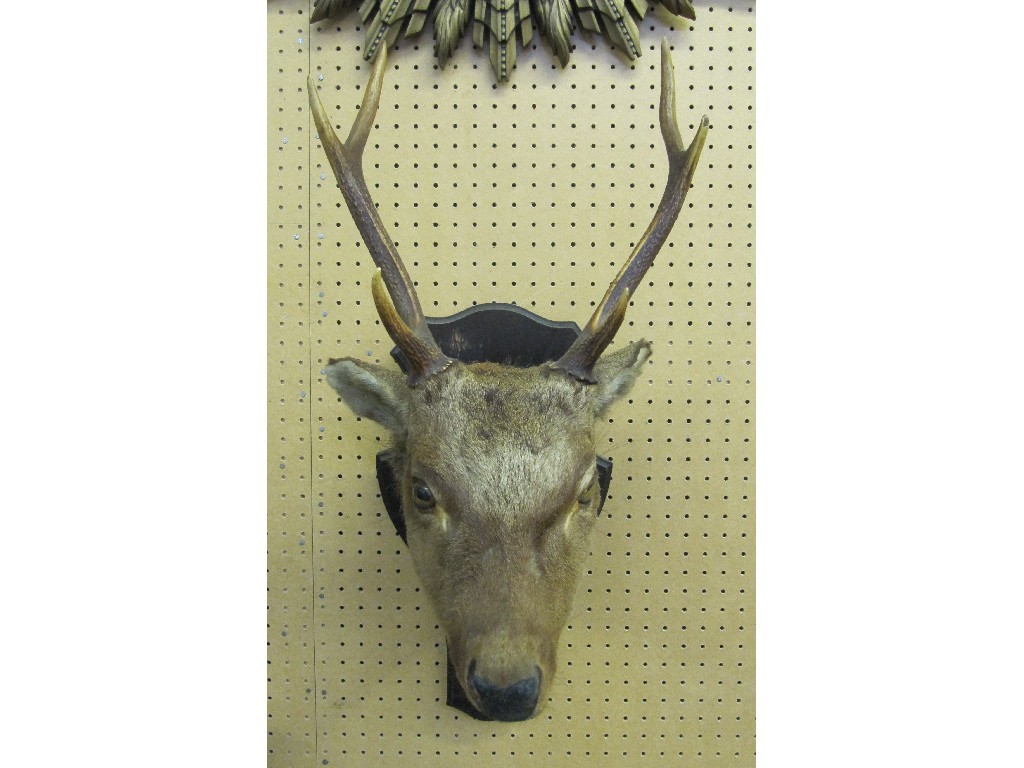 Appraisal: Deers head with antlers on an oak wall mount