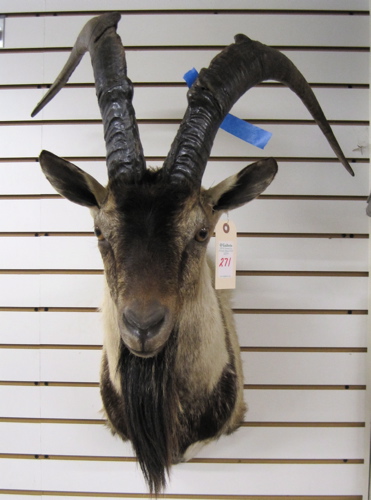 Appraisal: PERSIAN IBEX TROPHY HEAD MOUNT a species of wild goat