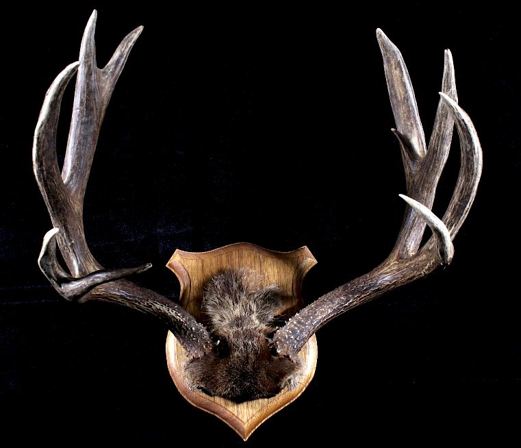 Appraisal: Montana Trophy Deer Antler Wall Mount Available in this lot