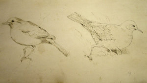 Appraisal: British School th century- Study of two birds pen and