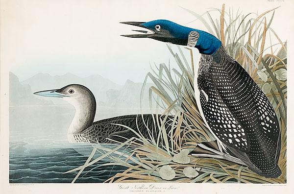 Appraisal: AUDUBON HAVELL EDITION PLATE CCCVI GREAT NORTHERN DIVER OR LOON