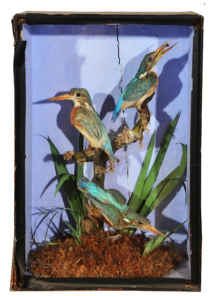 Appraisal: A VICTORIAN CASE OF THREE PRESERVED KINGFISHERS mounted on a