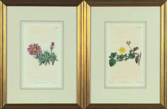 Appraisal: Sydenham Edwards British - Botanicals pair of hand-colored bookplate engravings