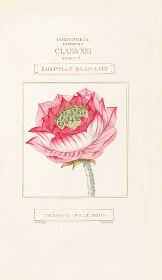 Appraisal: DUPPA Richard - The Classes and Orders of the Linnaean