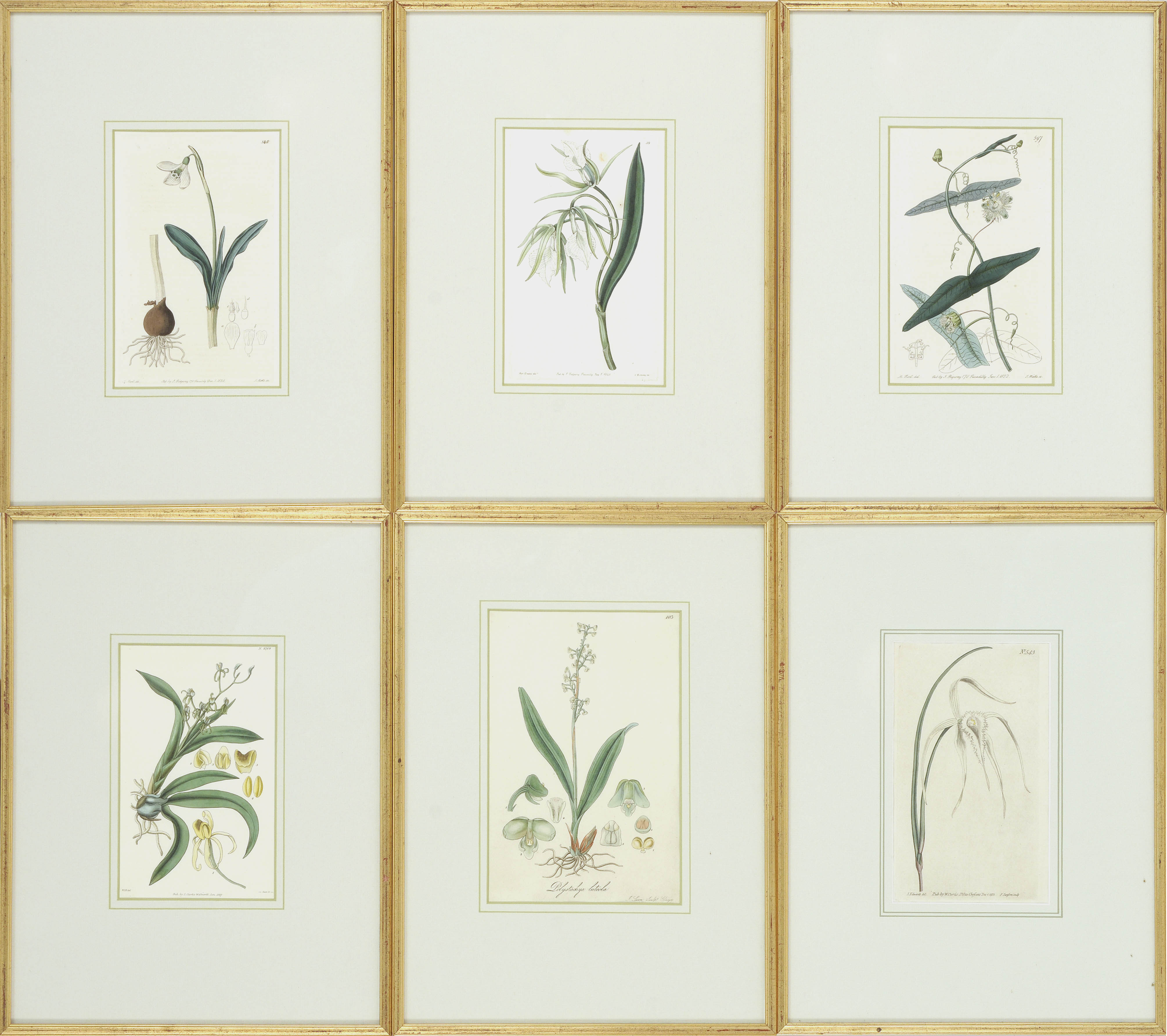 Appraisal: SIX HAND-COLORED ENGRAVED BOTANICAL ILLUSTRATIONS Mid- th CenturyFrom three different