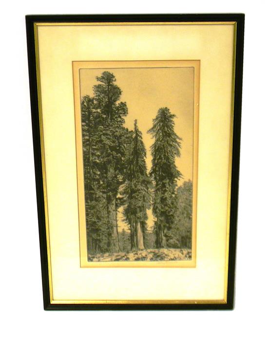 Appraisal: Alfred Ray Burrell American - etching of giant redwood trees