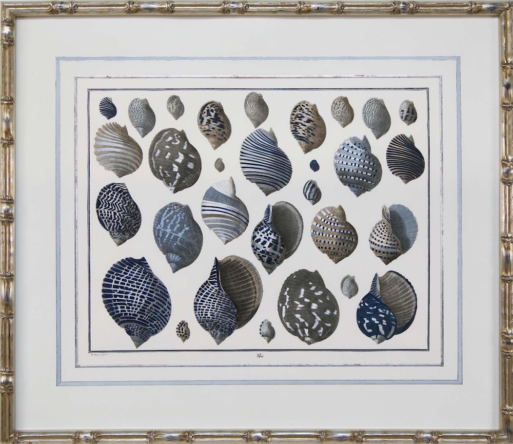 Appraisal: Albertus Seba Hand Colored Seashell Print in Custom Pewter Leafed