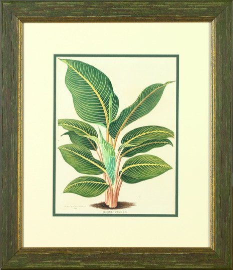 Appraisal: Belgian School th Century Plants suite of six chromolithographs by