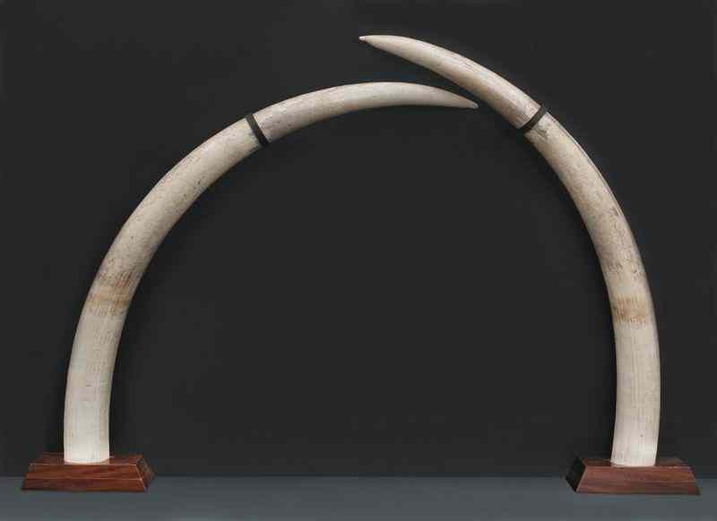 Appraisal: Pr African Elephant tusks International buyers should note that several