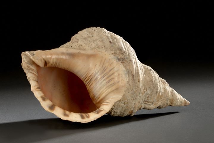 Appraisal: Large Conch Shell of the Genus Strombus probably from the