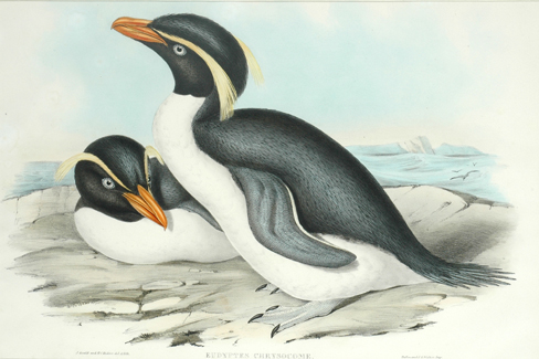 Appraisal: John Gould - Eudyptes Chrysocome Crested Penguin lithograph plate no