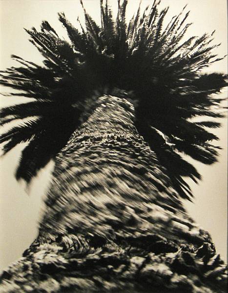 Appraisal: J Ears Untitled Palm Tree Toned gelatin silver print signed