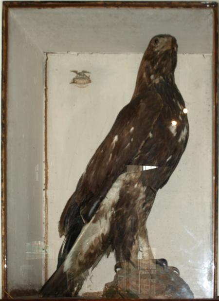 Appraisal: TAXIDERMY INTEREST CASED EAGLE TH CENTURY perched on a tree