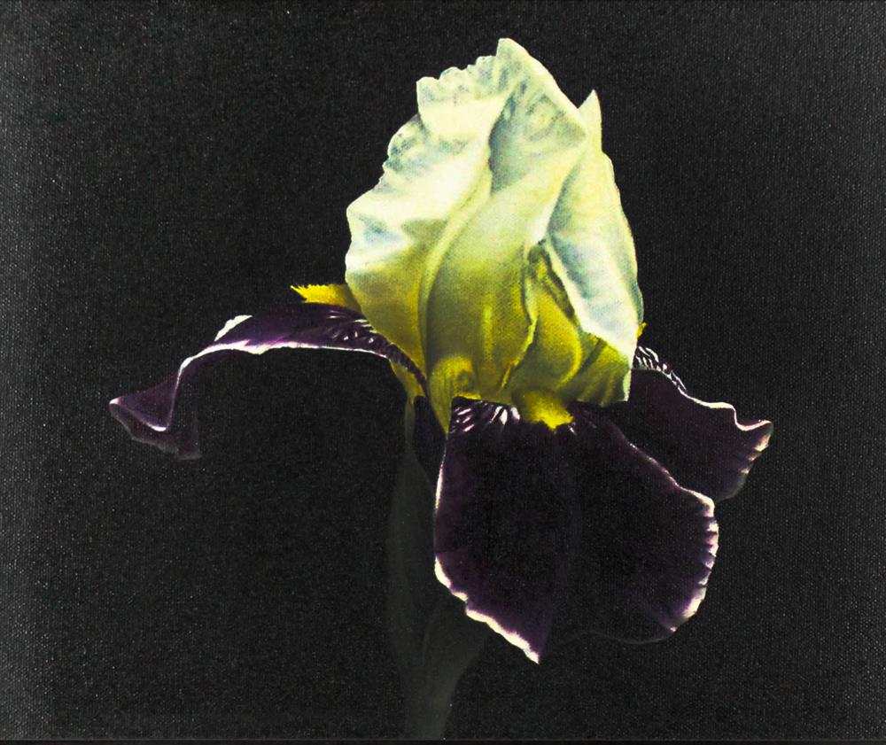 Appraisal: MARK DASSOULAS AMERICAN - PURPLE IRIS WITH WHITE HEART Oil