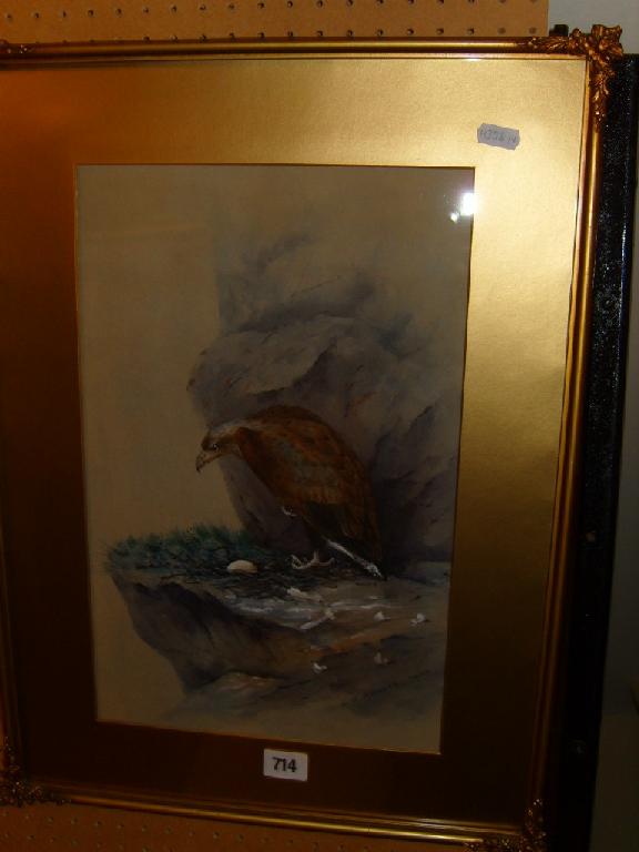 Appraisal: An early th century gouache study of an eagle guarding