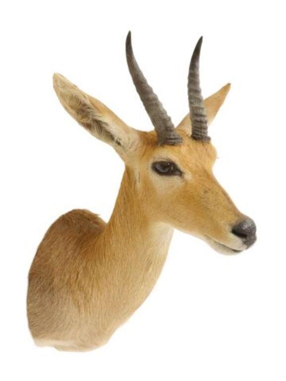 Appraisal: Taxidermy Impala antelope trophy shoulder mount approx h w d