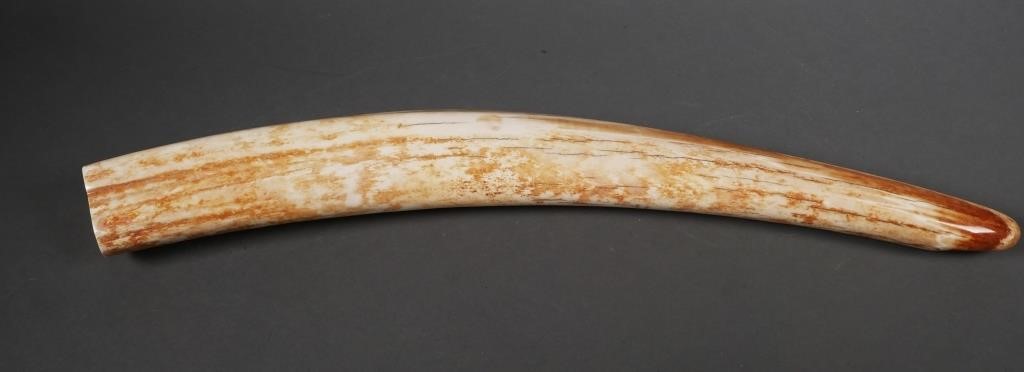 Appraisal: Fossilized walrus ivory tusk with variegated shades Could be used