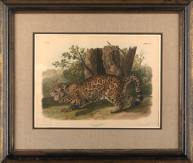 Appraisal: After John James Audubon American - The Jaguar Female plate